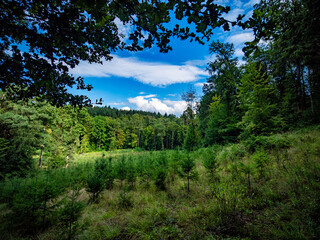 Wiederaufforstung im Mischwald © focus finder