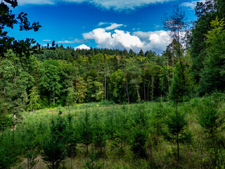 Wiederaufforstung im Mischwald