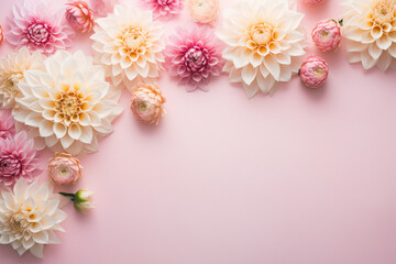Beautiful Dahlia flowers on side of pastel pink background