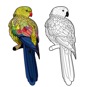 Regent parrot on rock pebble or polytelis anthopeplus colored and black and white line artwork vector image