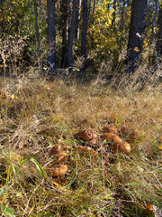 Fototapeta premium Butter mushrooms growing on the ground among grass in forest