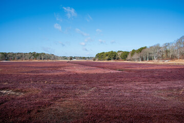 Winter view of a cranberry bog in Massachusetts showing how flat the bog is and the bright red...
