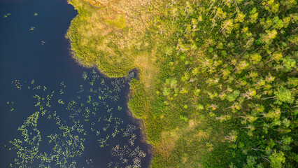 Top down view on a fresh and healty wetland with water and green plants and trees in sweden