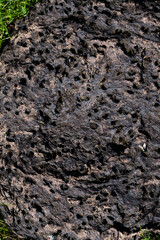 Close up of the cow dung with flies on it