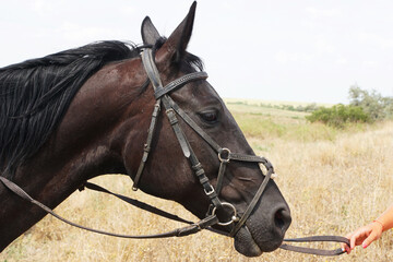 Obraz premium Head of a brown horse close-up. Portrait of a horse in profile