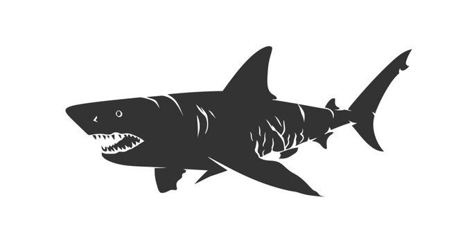 Shark silhouette. Vector illustration design.