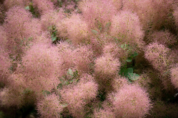 background of pink flowers