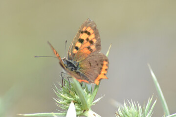 The small copper butterfly (Lycaena phlaeas 