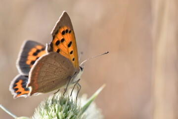 The small copper butterfly (Lycaena phlaeas 