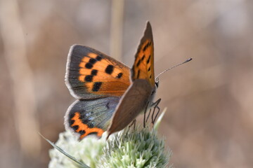 Obraz premium The small copper butterfly (Lycaena phlaeas 