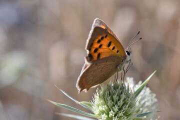 The small copper butterfly (Lycaena phlaeas 