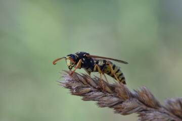 Nice quiet wasp on a spike