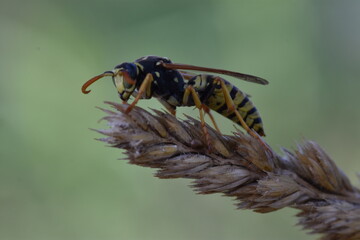Nice quiet wasp on a spike