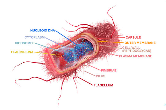 Escherichia coli anatomy, rod-shaped, Gram negative bacteria cross section with labels. 3d illustration