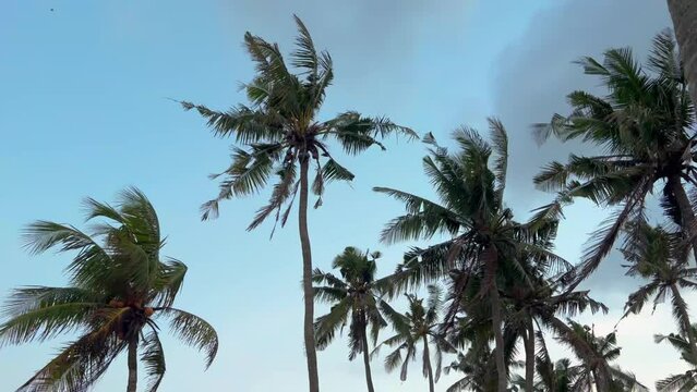 Beautiful palm tree tops against blue sky swaying in the wind. Summer on tropical island landscape background. Film grain pixel texture. Soft focus. Live camera. Blur.