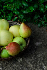 green apples and red-green pears in vine bowl on the ground. GMO free