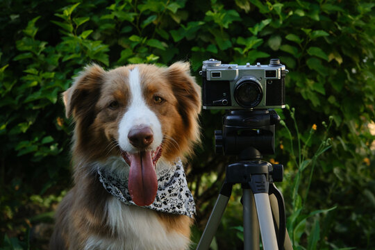 Concept pets look like people. Dog professional photographer with vintage film photo camera on tripod. Australian Shepherd wears white bandana with paws in summer. Front view close up portrait.