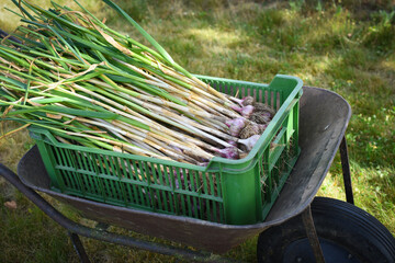 Garlic harvesting in the garden, organic farming concept. Czech republic, Europe.