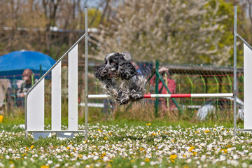 cocker anglais en agility