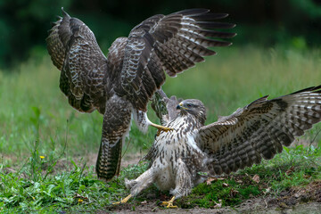 Two fighting juvenile Common Buzzards(Buteo buteo) in the forest of Noord Brabant in the Netherlands. Front view. Wings spread.                                