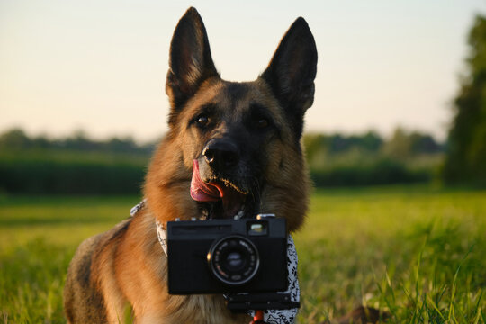 Concept pets look like people. Dog professional photographer with vintage film photo camera on tripod. German Shepherd in green grass at sunset in summer. Dog wears white bandana with paws.