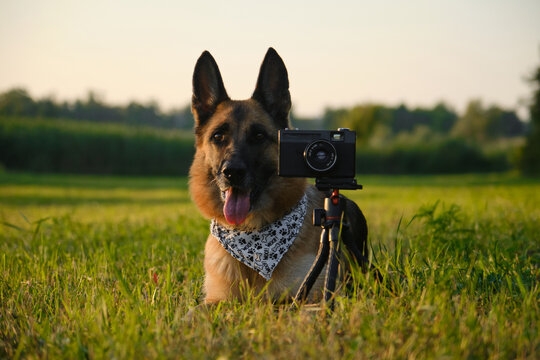 Concept pets look like people. Dog professional photographer with vintage film photo camera on tripod. German Shepherd in green grass at sunset in summer. Dog wears white bandana with paws.