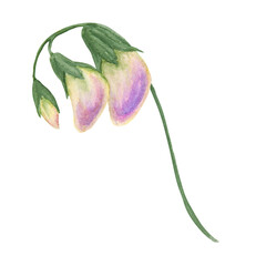 Lilac Lathyrus watercolor illustration. Hand drawn botanical painting, floral sketch. Colorful flower clipart for summer or autumn design of wedding invitation, prints, greetings, sublimation, textile