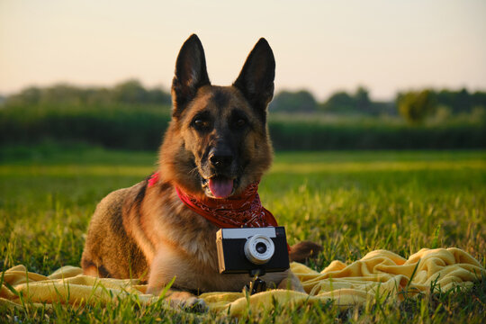 Concept pets look like people. Dog professional photographer with vintage film photo camera on tripod. German Shepherd lies on yellow blanket at sunset in summer. Dog wears red bandana. Front view.