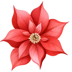 Watercolor Single red poinsettia flower christmas illustration