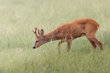 Deer, buck, on a green field  in Germany, Europe