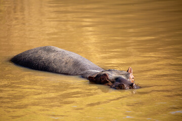 Fototapeta premium Hippos watching the camera man waiting until he is unaware before making their move. On Safari, Ol Pejeta Conservancy, Kenya, Africa. 