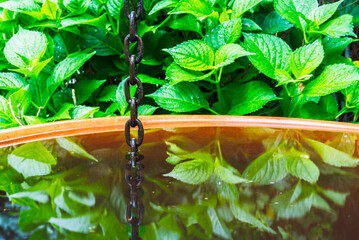 Rain chain with water tank in green garden