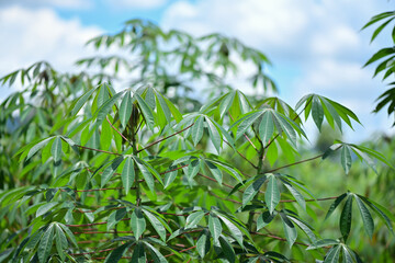 Cassava tree in a Thai farm Concept of economic crops of Thailand, Asia for food and energy production. replacement work