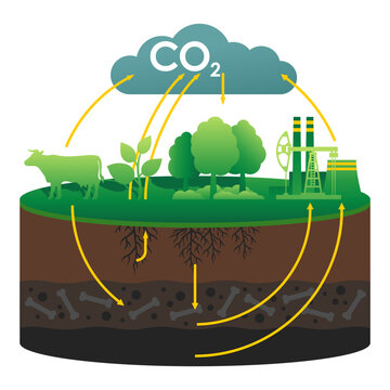 CO2 cycle - visual aid for scientific articles