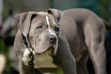 chiot american bully