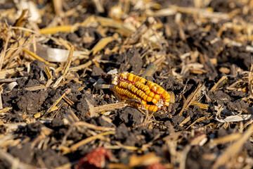 Chisel plowed corn farm field after fall tillage. Soil erosion, compaction and agriculture concept.
