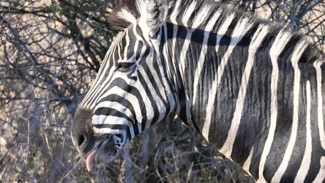 Yawning zebra close-up shot. Close shot of a zebra while yawning. Beautiful zebra in Pilanesberg National Park, South Africa. Beautiful and wild animals of Africa. Yawning animals. African wildlife. 