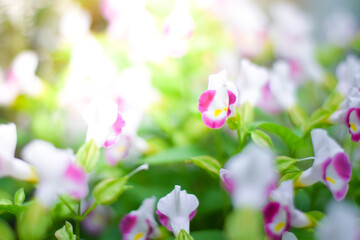 pink flower plant in garden