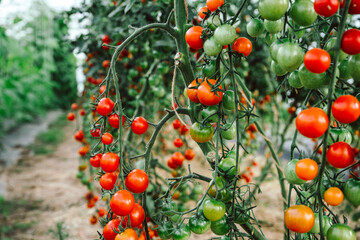 Superfood Tomaten, viele rote Cherry Tomaten am Strauch, Querformat