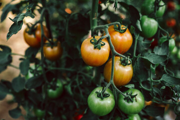 viele frische, schwarze Bio Tomaten am Strauch, zum pflücken im Gewächshaus. Alte Sorte, die Sorte heißt: Zitronentraube