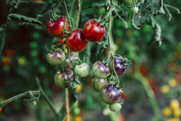 viele frische, schwarze Bio Tomaten am Strauch, zum pflücken im Gewächshaus. Alte Sorte, die Sorte heißt:  Purple Dragum