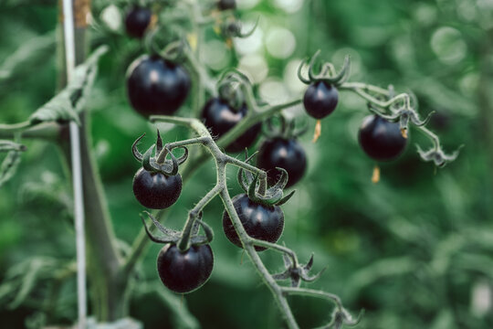viele frische, schwarze Bio Tomaten am Strauch, zum pfl&uuml;cken im Gew&auml;chshaus. Alte Sorte, die Sorte hei&szlig;t:  Blue Osu".