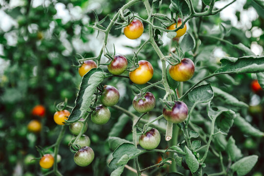 viele frische, schwarze Bio Tomaten am Strauch, zum pfl&uuml;cken im Gew&auml;chshaus. Alte Sorte, die Sorte hei&szlig;t: Indigo