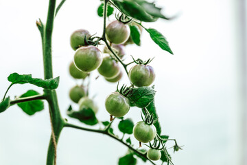 viele frische, schwarze Bio Tomaten am Strauch, zum pflücken im Gewächshaus. Alte Sorte, die Sorte heißt:  Dancing