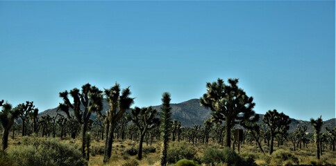 Joshua Tree National Park