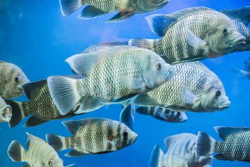 Piranhas in the aquarium. Flocks of piranhas.