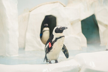 Penguins in penguinaria. Penguin families.