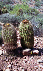 Pair of Arizona Barrel Cactus on film