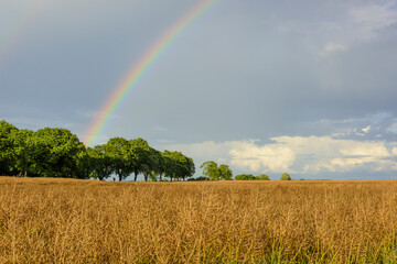 Tęcza, pole, zboże, drzewa © EwaAF