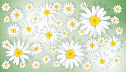 Floral background with daisies on a delicate green background in honor of mother's day, women's day March 8, valentine's day, wedding